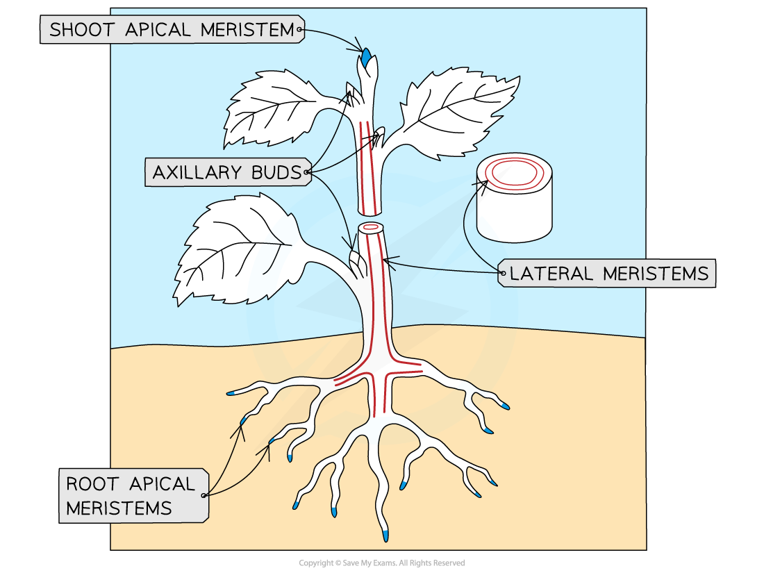 root apical meristem and shoot apical meristem
