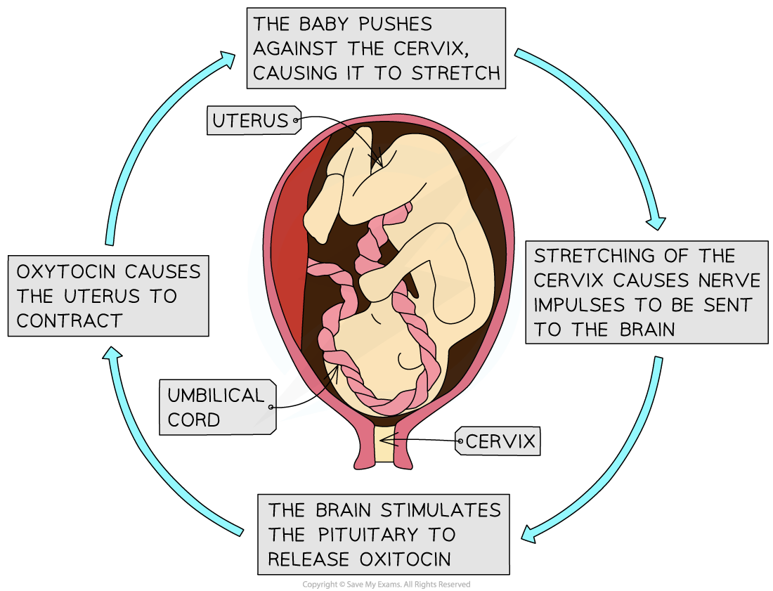 ib-dp-biology-hl-11-4-4-hormones-in-pregnancy