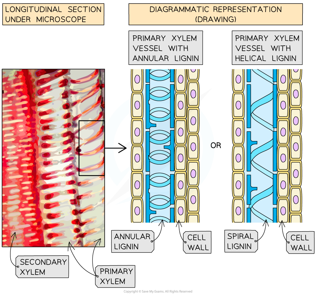 primary-xylem-vessels-longitudinal