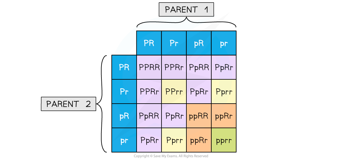 punnett-square-expected-phenotype-ratios