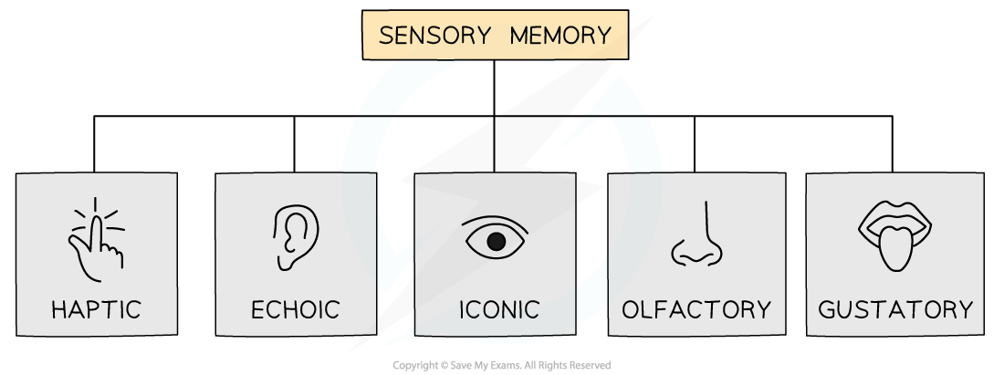 sensory-memory-diagram-1