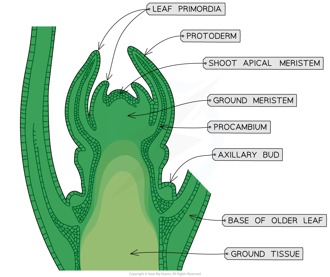 ib-dp-biology-hl-9-3-1-plant-growth