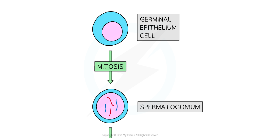 spermatogenesis-4