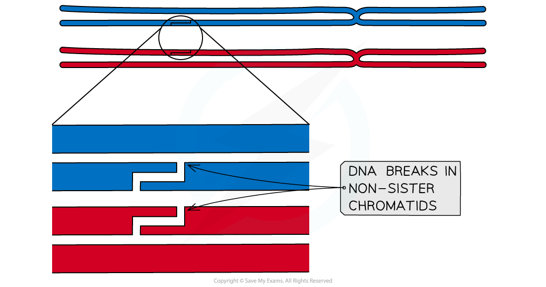 stage-2_-cuts-occur-in-the-dna-of-non-sister-chromatids