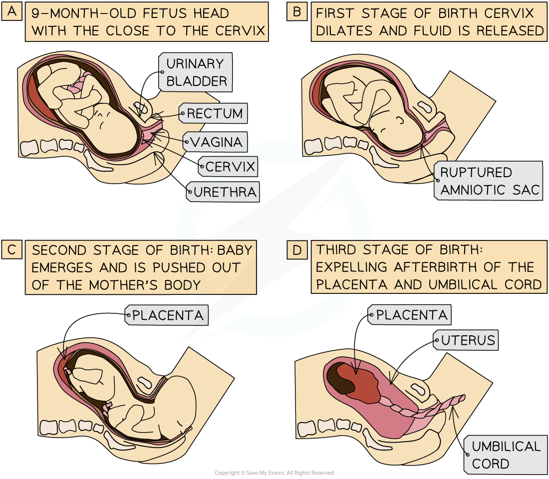 stages-of-birth