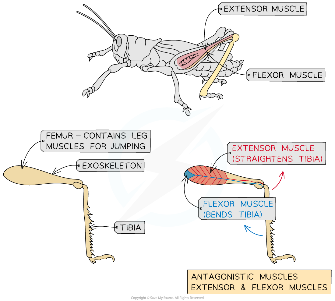 _structure-of-a-grasshopper-leg