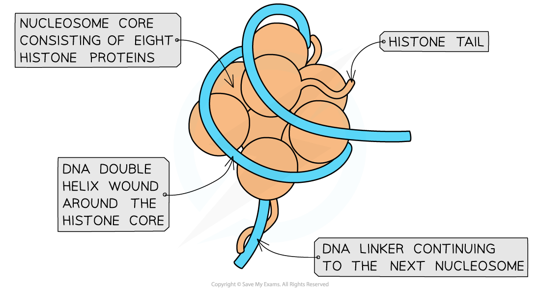 structure-of-a-nucleosome