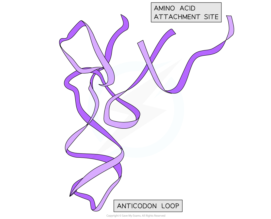 structure-of-yeast-trna