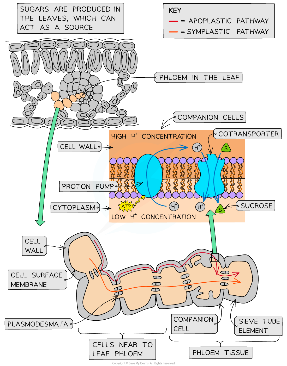 sucrose-loading-in-phloem