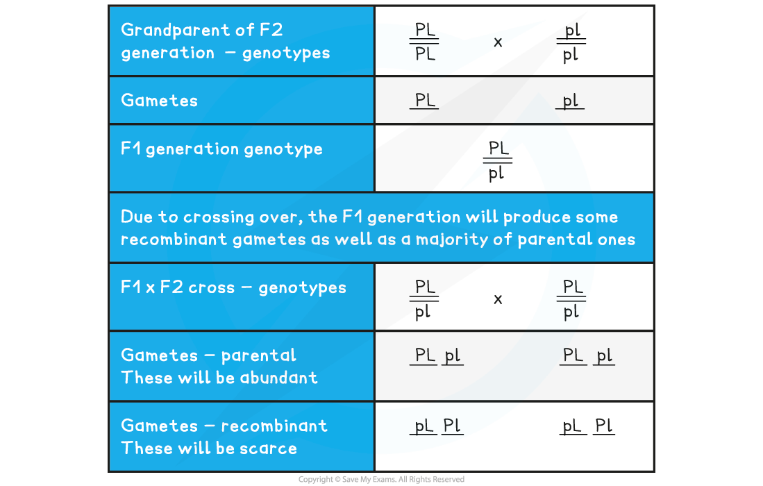 t_eXWW5F_f1-recombinant-gametes