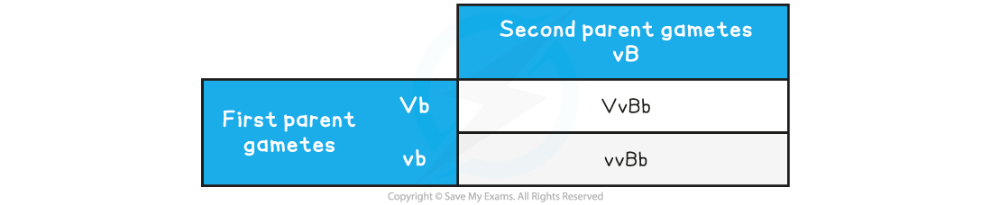 table-genotypes-of-the-offspring