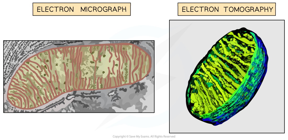 tem-vs-electron-tomography