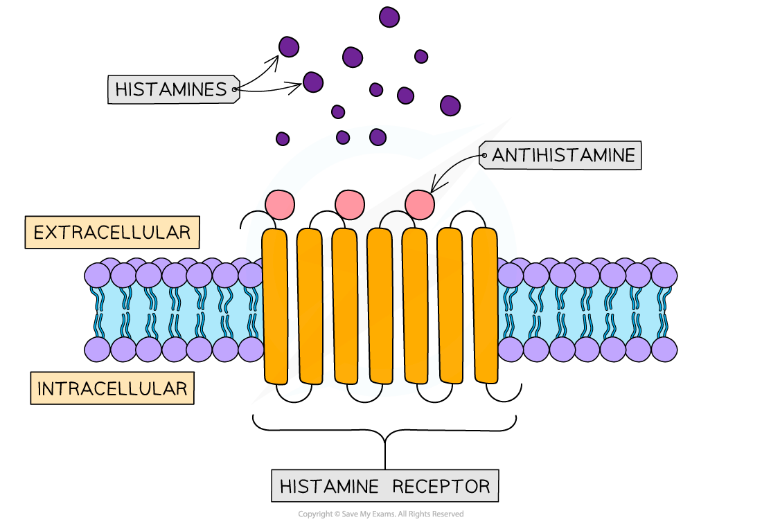 _the-action-of-antihistamine