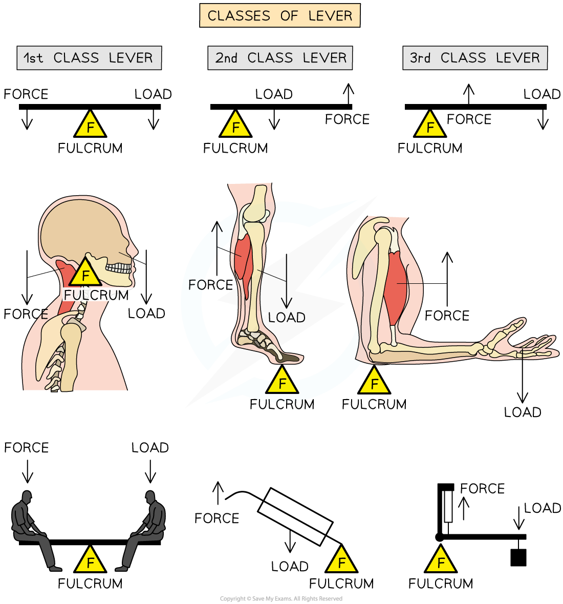 IB DP Biology: HL复习笔记11.2.1 Requirements for Movement-翰林国际教育