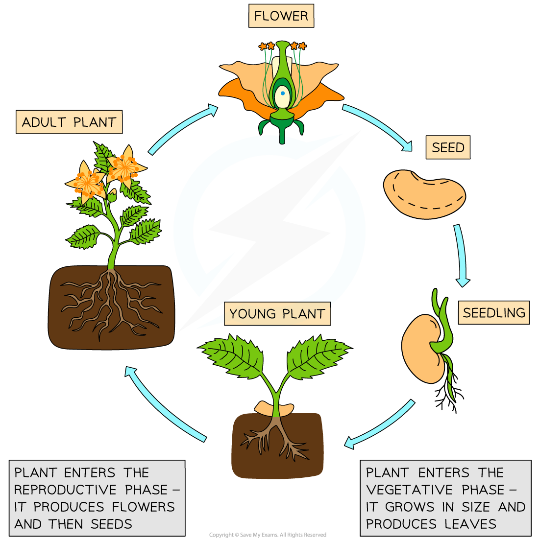 the-lifecycle-of-a-flowering-plant