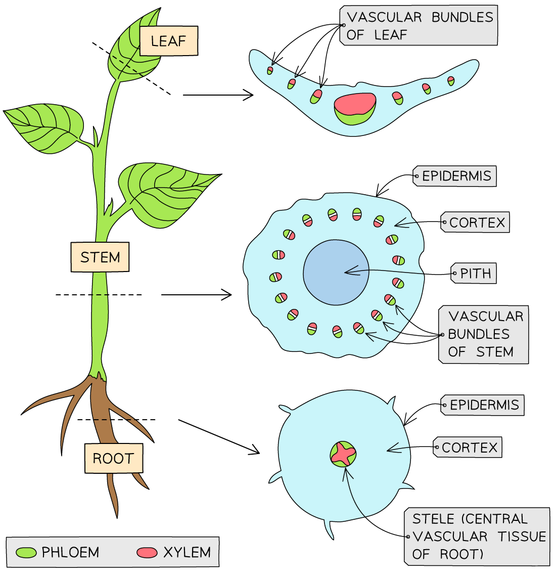 ib-dp-biology-hl-9-2-4-skills-identifying-xylem-phloem