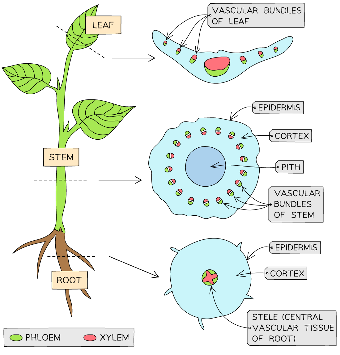 IB DP Biology HL 9 2 4 Skills Identifying Xylem Phloem 