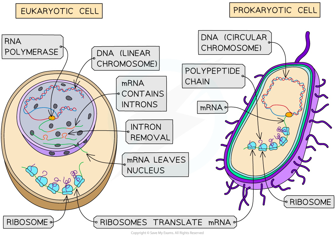 translation-prokaryotes-versus-eukaryotes-ib-