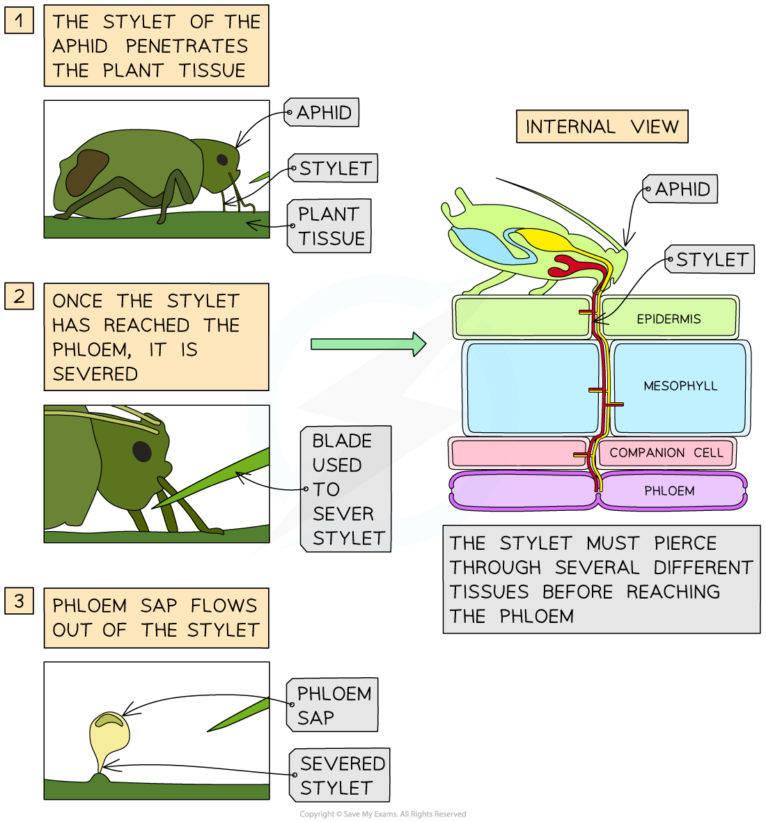 use-of-aphid-stylet-to-measure-phloem-transport