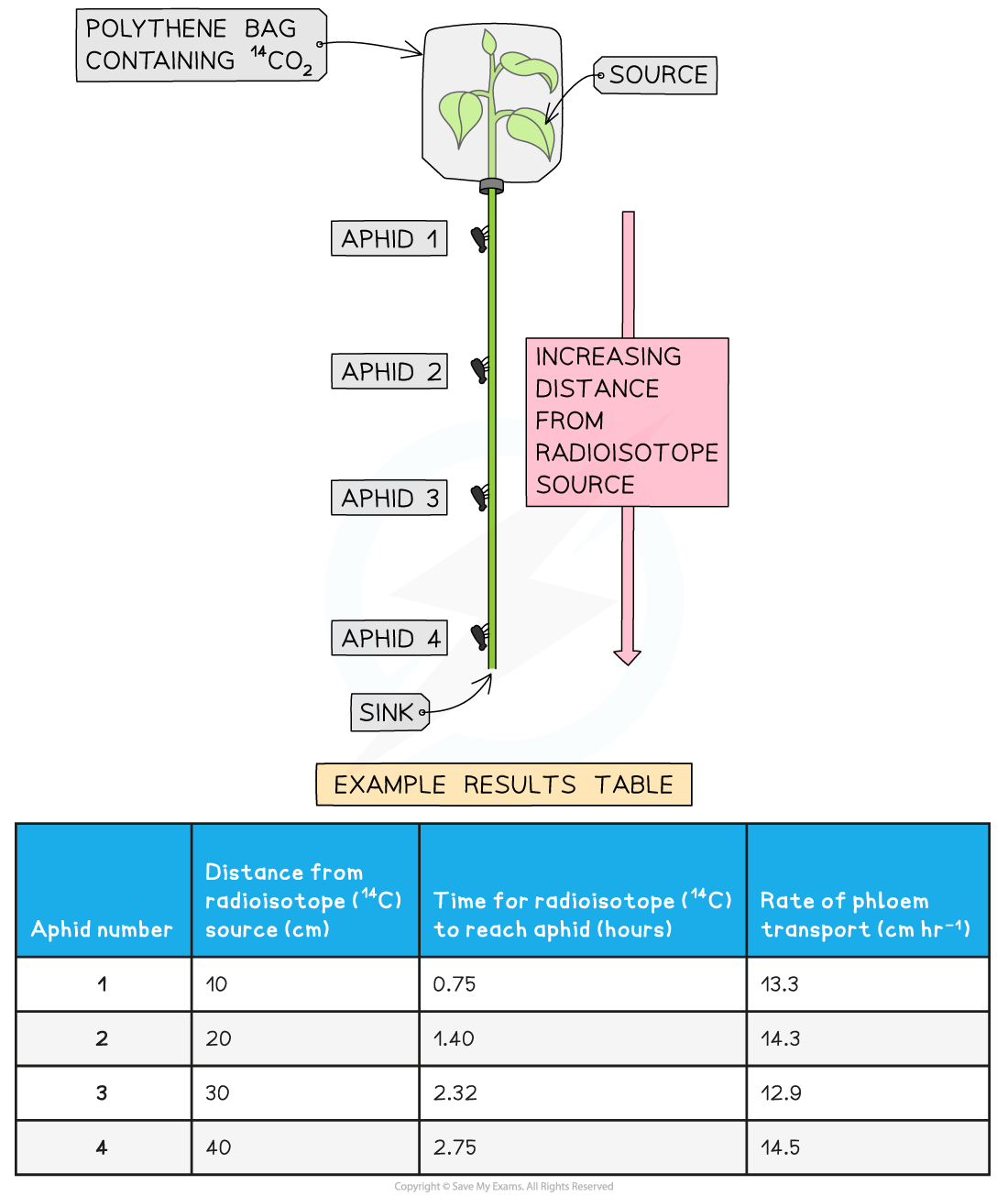 use-of-radioisotopes-to-measure-phloem-transport