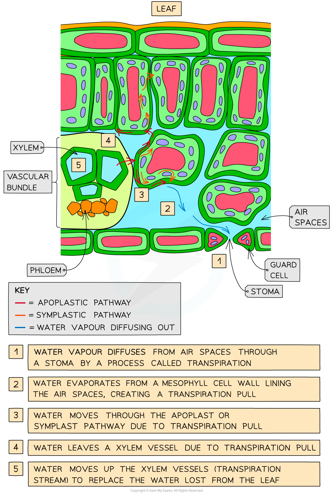 ib-dp-biology-hl-9-1-3-the-roots-water-transport