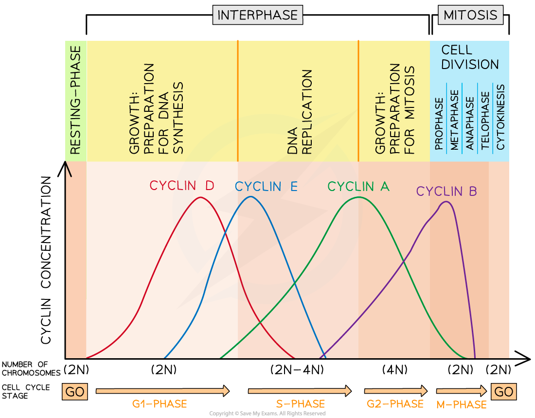 1.4.1-Cyclins-control-the-cell-cycle.-The-presence-of-certain-cyclins-triggers-a-specific-stage-of-the-cell-cycle