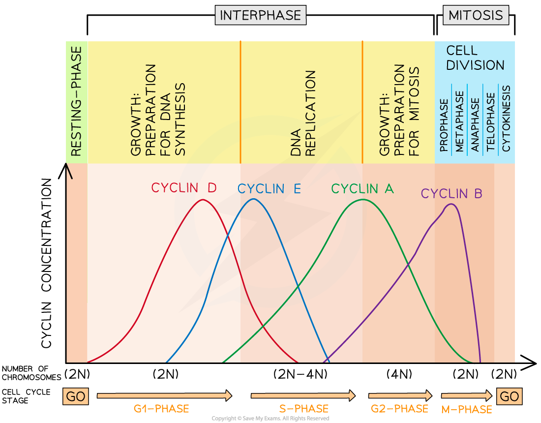 IB DP Biology SL 1 4 1 Cell Cycle 