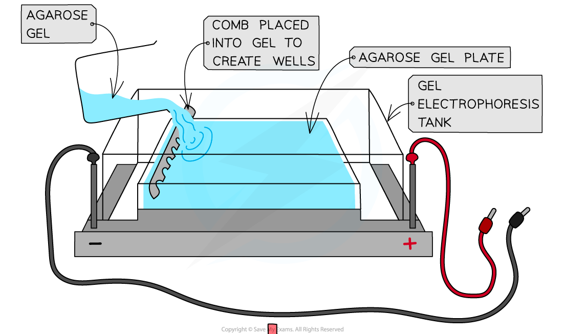 10.-Gel-electrophoresis-1