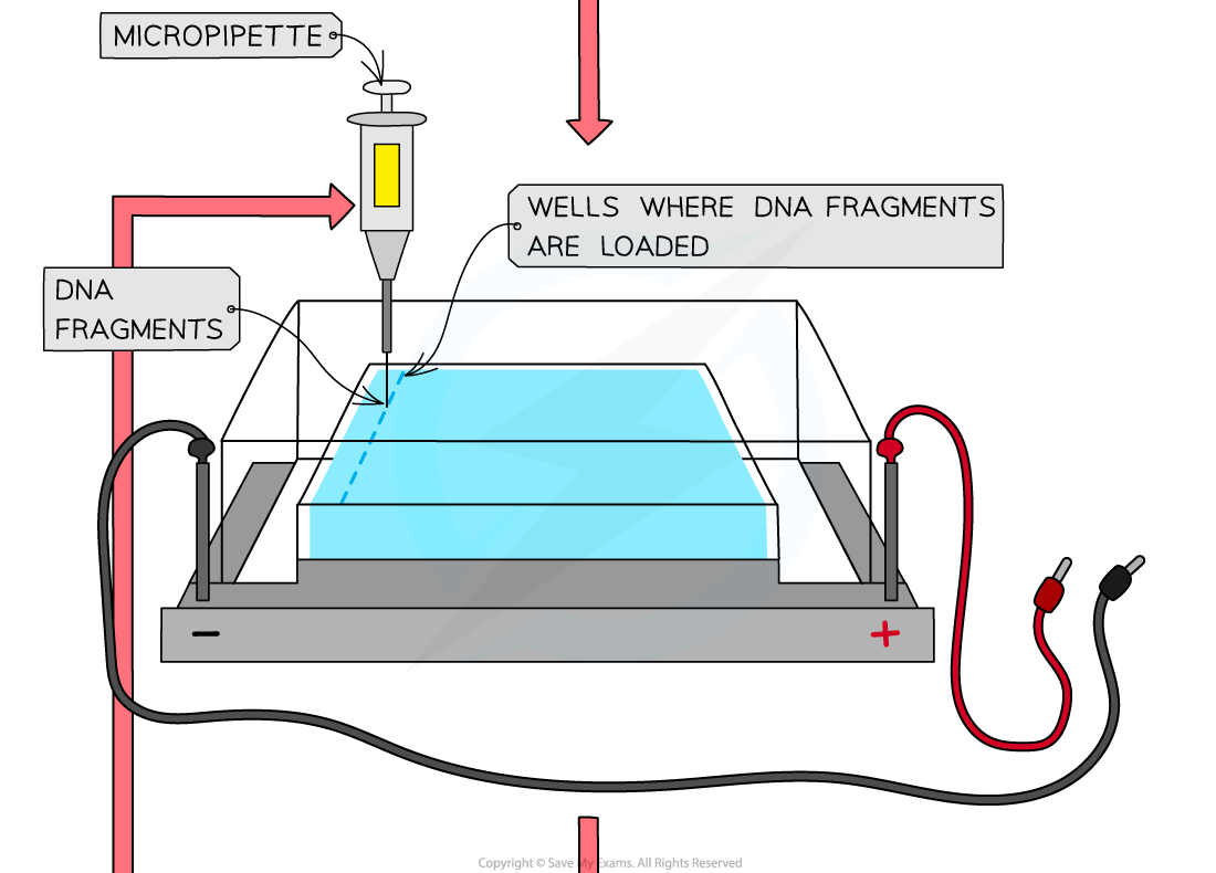 10.-Gel-electrophoresis-2