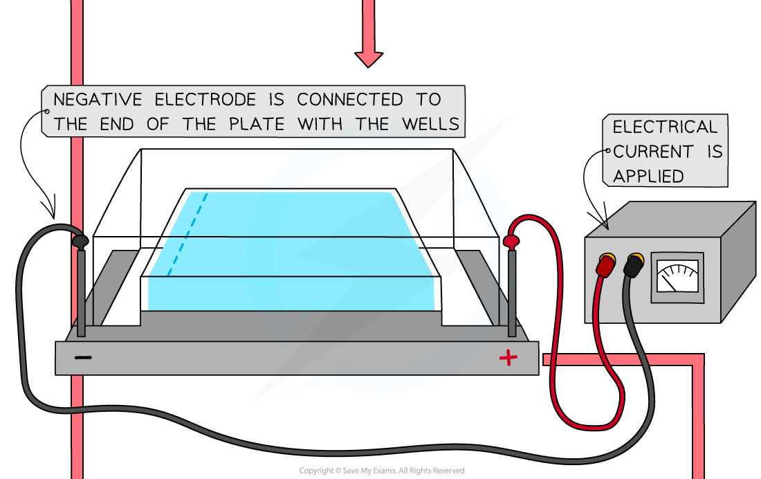 10.-Gel-electrophoresis-3