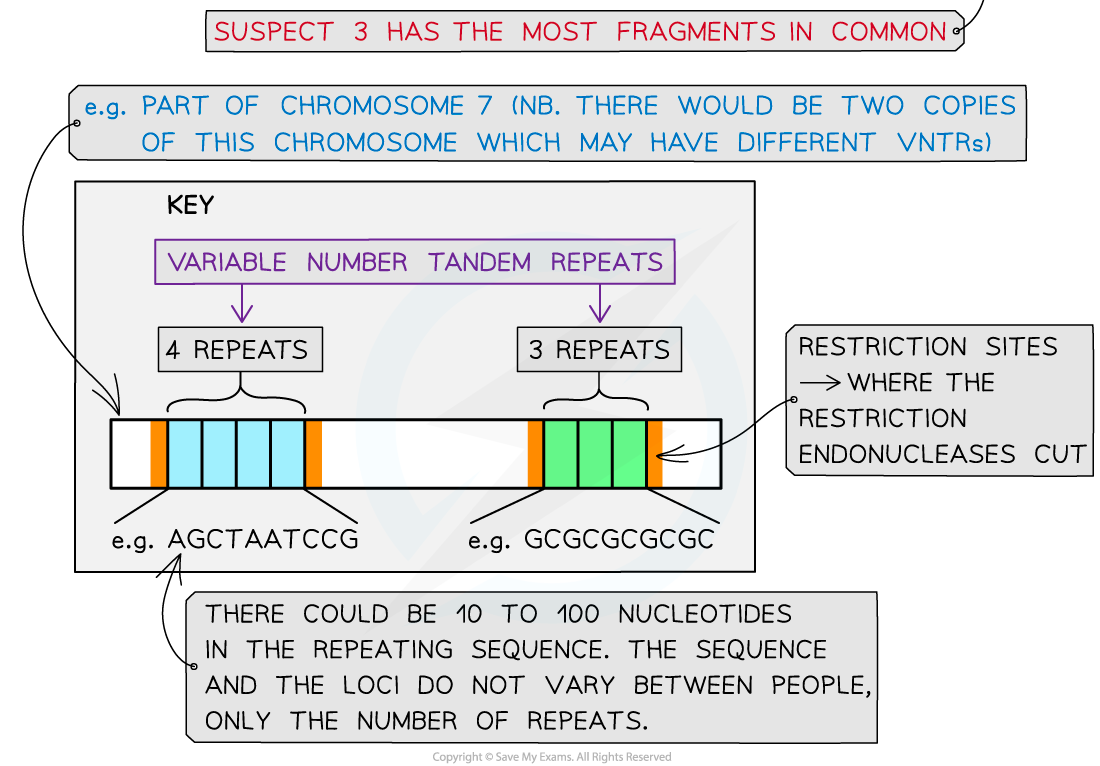 10.-Gel-electrophoresis-5