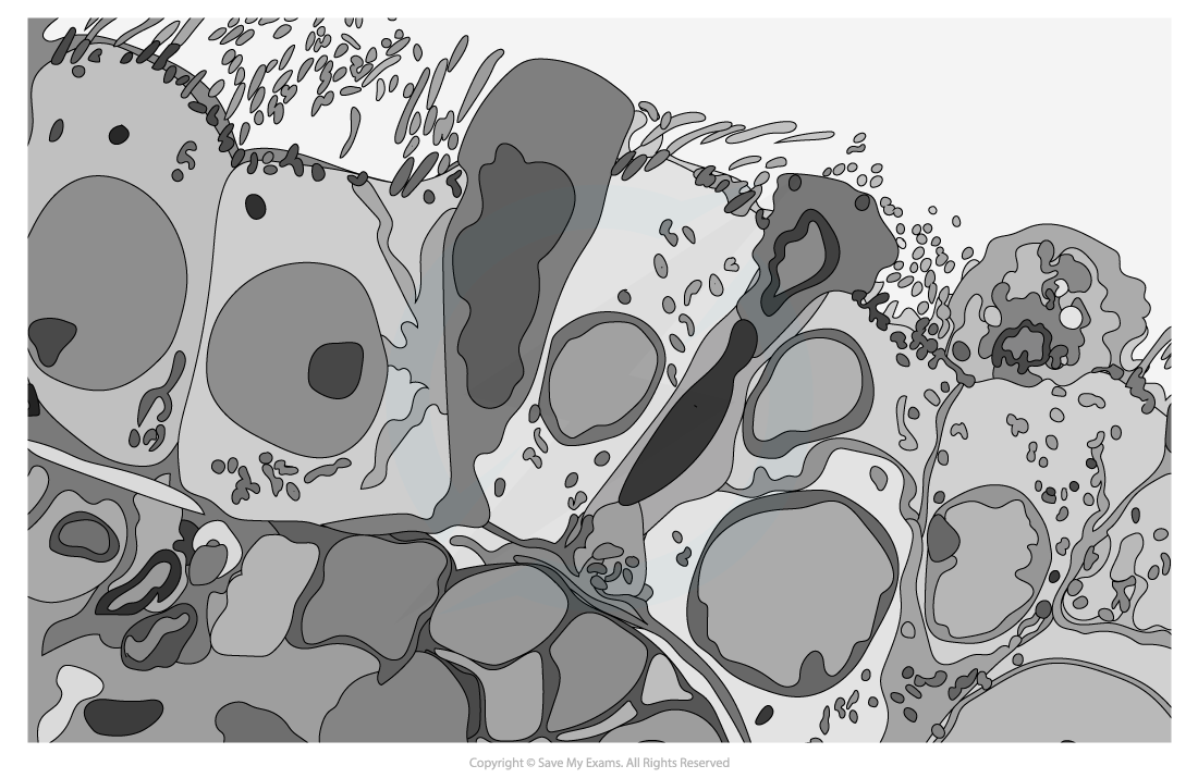 10.-Smooth-Muscle-Electron-Micrograph