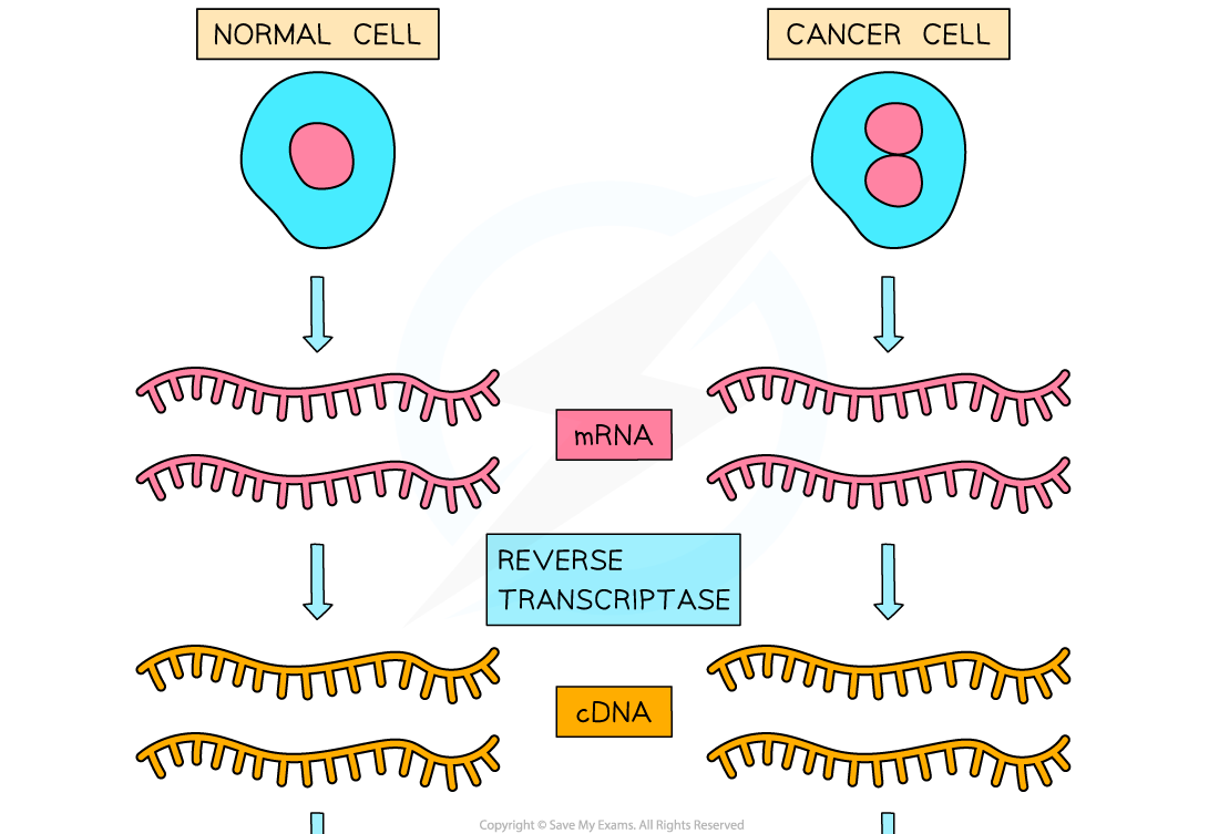 11-Microarrays-1