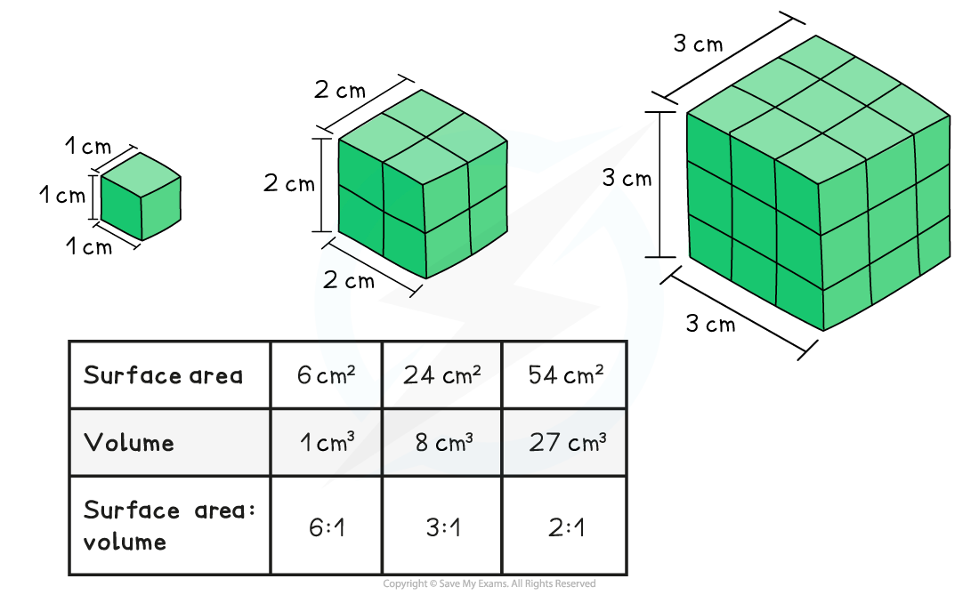 surface area to volume ratio diffusion experiment