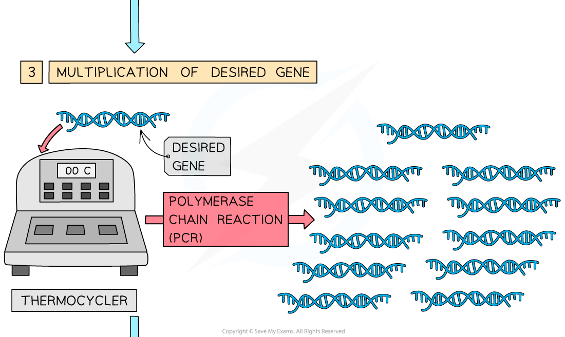 2-Genetic-engineering-explained-2
