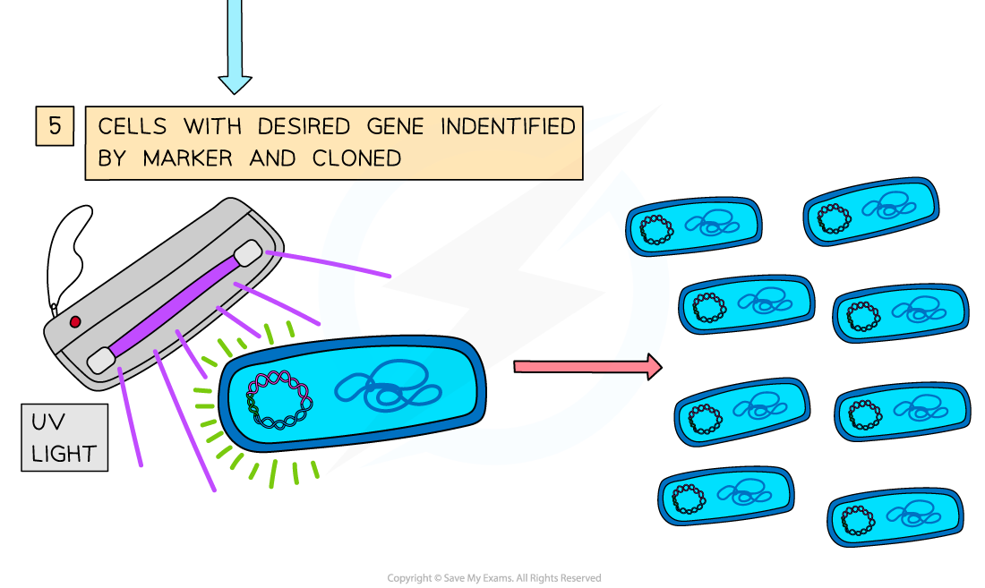 2-Genetic-engineering-explained-4