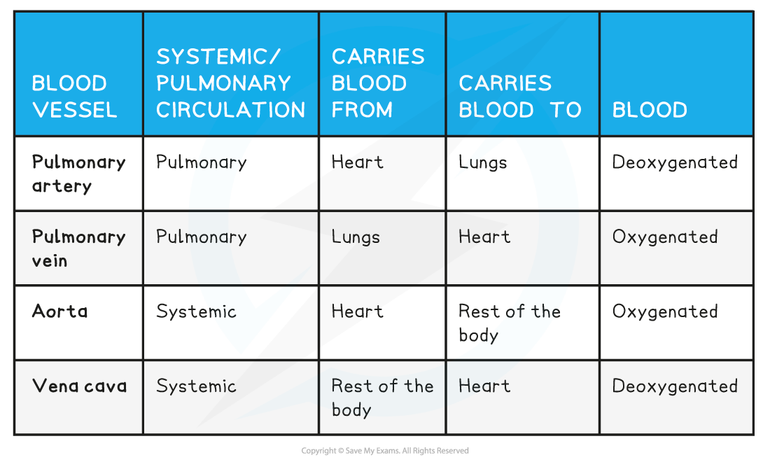 2.-Main-Blood-Vessels-Table