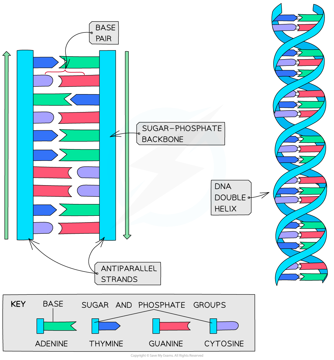 27.-DNA-double-helix-formation