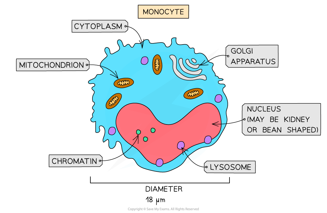 cie-a-level-biology-8-1-5-cells-of-the-blood