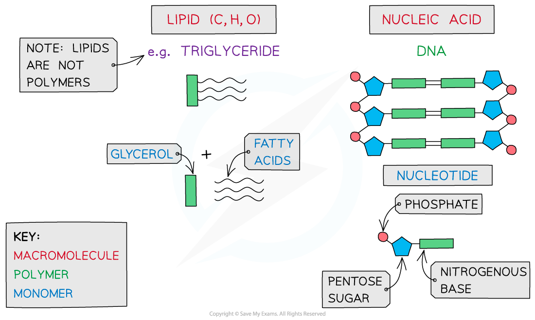 5-Biological-molecules-1