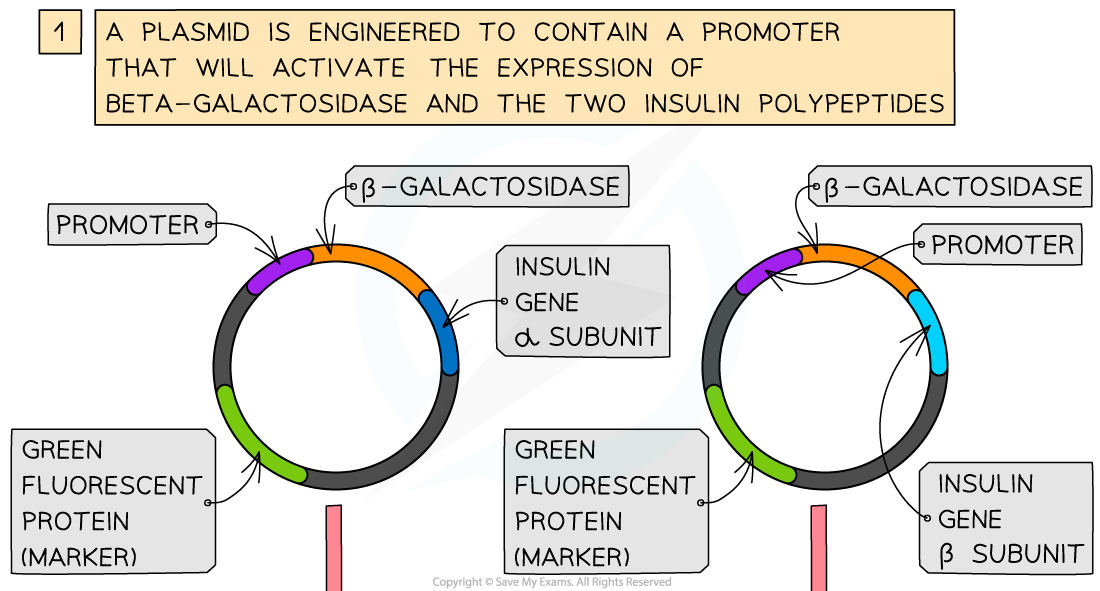 6.-Genetic-engineering-Promoter-1