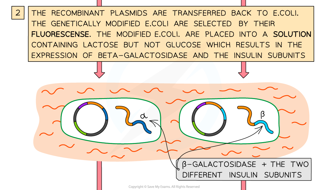 6.-Genetic-engineering-Promoter-2