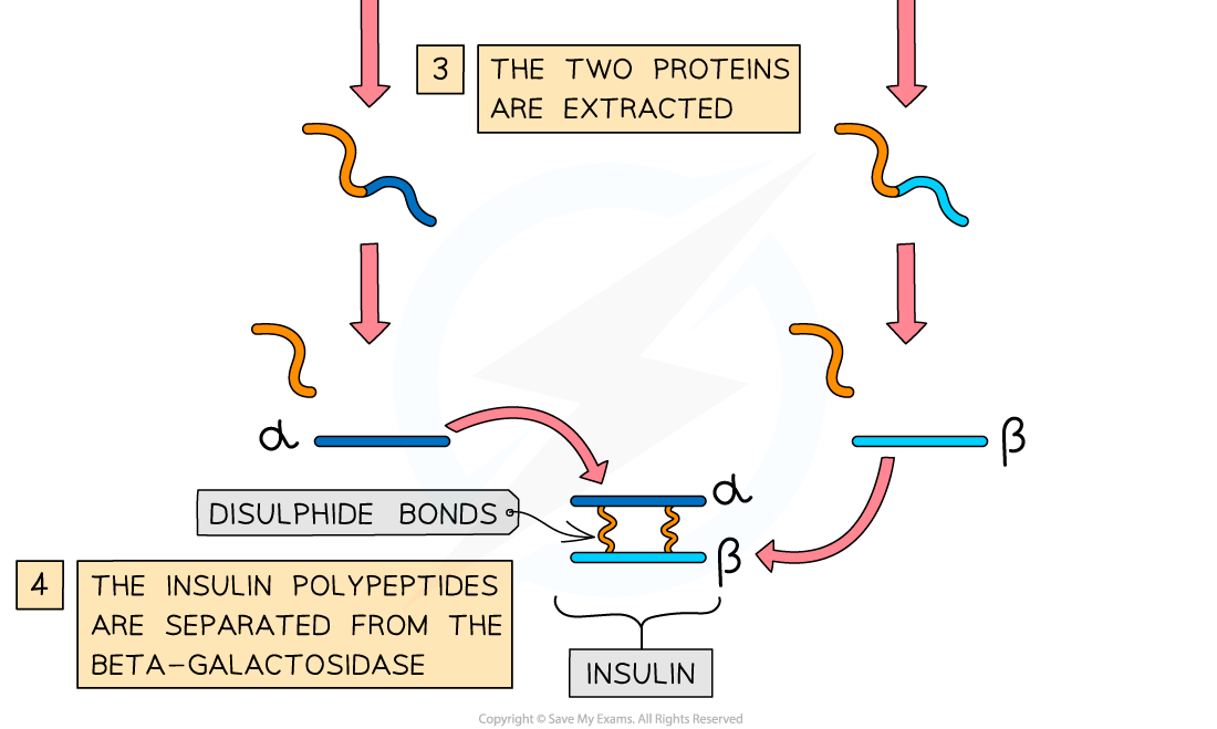 6.-Genetic-engineering-Promoter-3