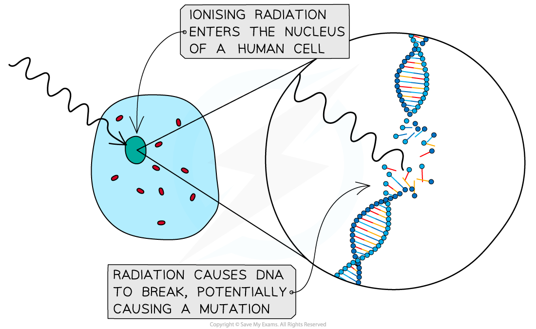 6.3.1-Mutation-of-human-cell