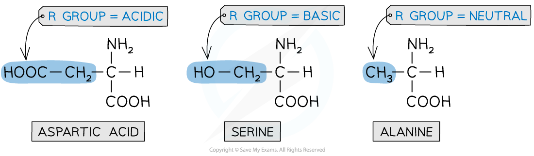 7.6-Nitrogen-Compounds-Different-Types-of-Amino-Acids