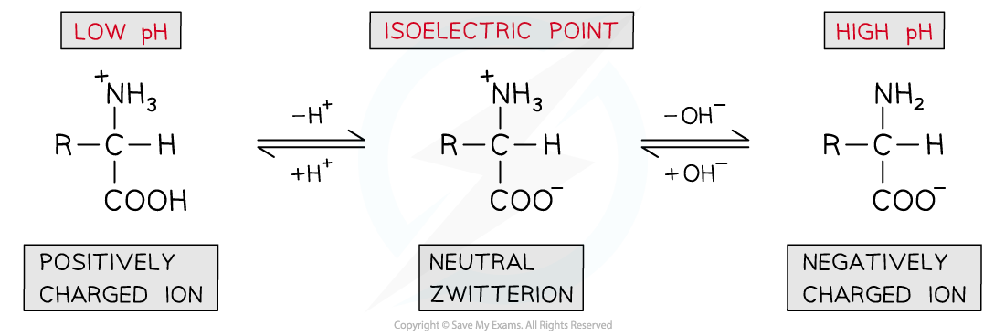 7.6-Nitrogen-Compounds-Isoelectric-Point-of-Amino-Acids