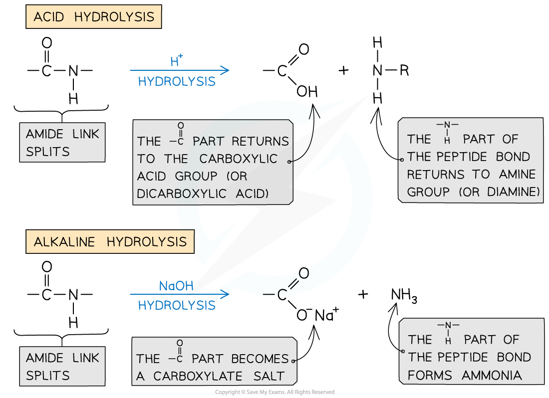 7.7-Polymerisation-Amide-Hydrolysis