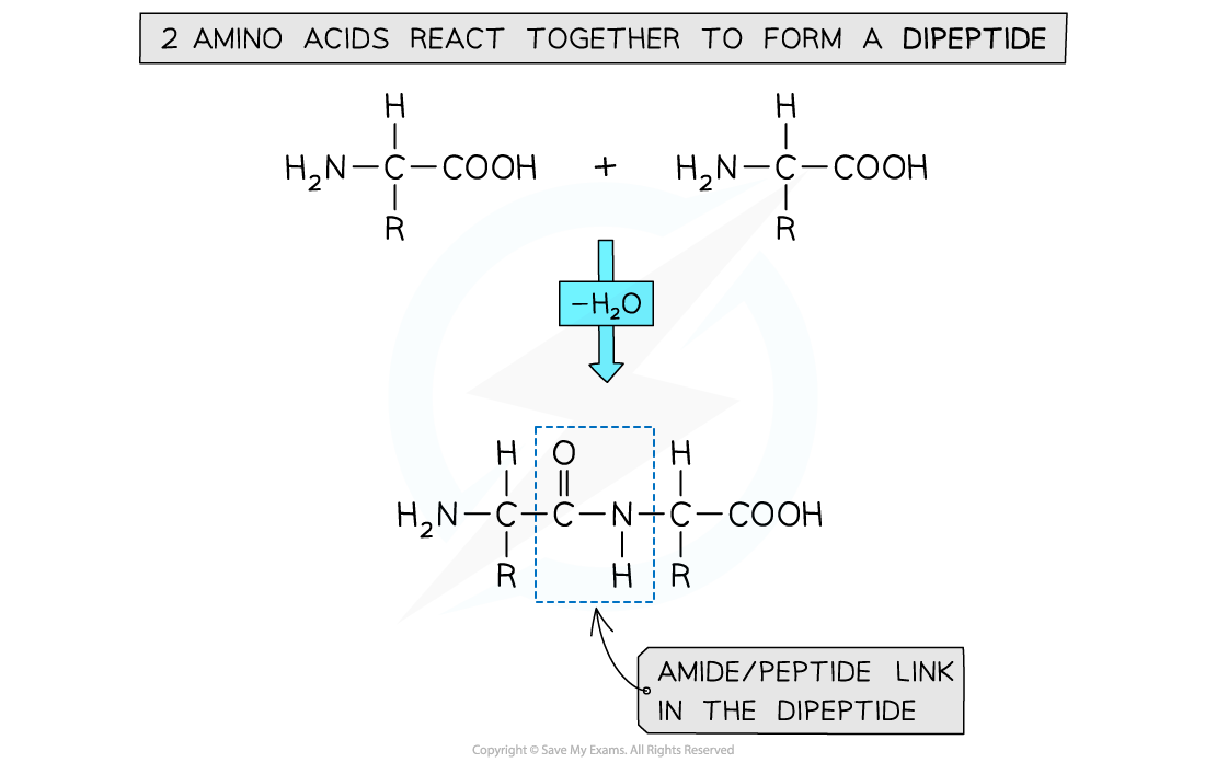 7.7-Polymerisation-Dipeptides