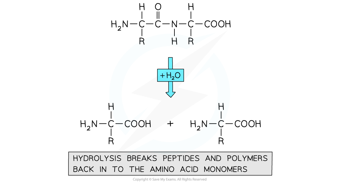 7.7-Polymerisation-Peptide-Hydrolysis