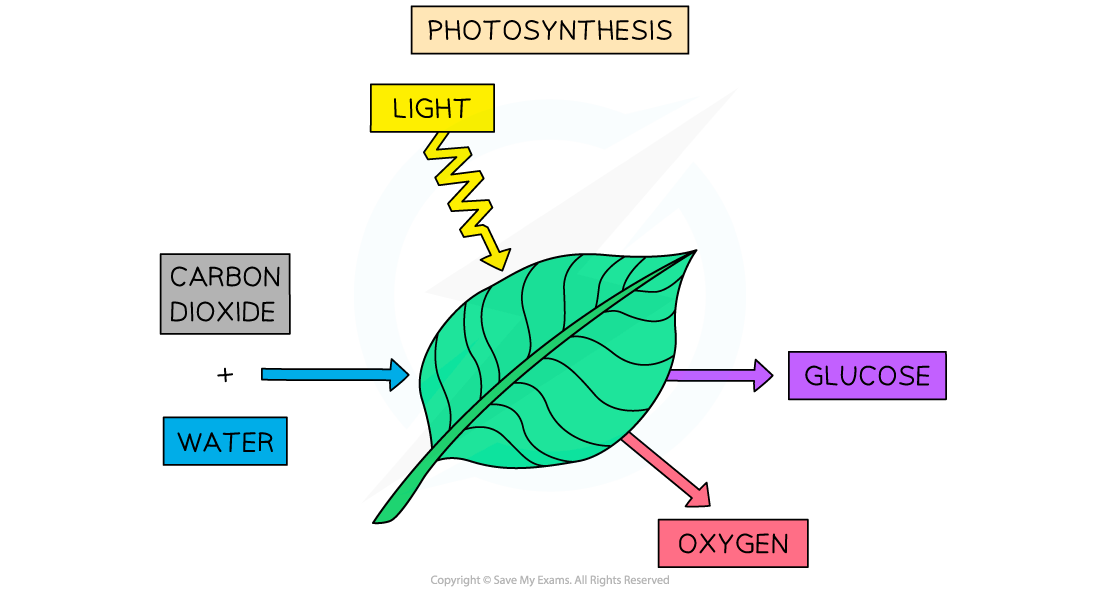 8.2.1-Photosynthesis
